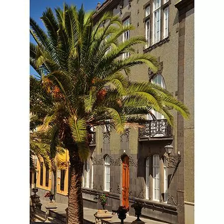 Fast Growing Trees Canary Island Date Palm Palm Trees 5 Fast Growing Trees Canary Island Date Palm Palm Trees