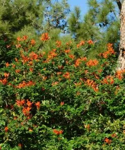 Fast Growing Trees Cape Honeysuckle See All Shrubs & Hedges 7 Fast Growing Trees Cape Honeysuckle See All Shrubs & Hedges