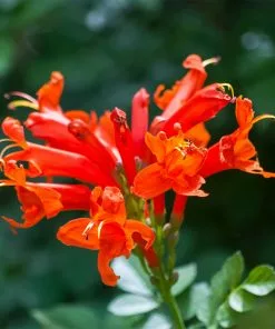 Fast Growing Trees Cape Honeysuckle See All Shrubs & Hedges