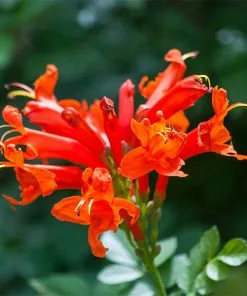 Fast Growing Trees Cape Honeysuckle See All Shrubs & Hedges