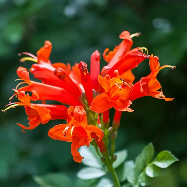 Fast Growing Trees Cape Honeysuckle See All Shrubs & Hedges 3 Fast Growing Trees Cape Honeysuckle See All Shrubs & Hedges