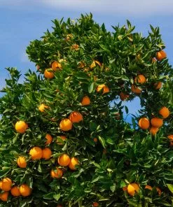 Fast Growing Trees Citrus Trees Cara Cara Orange Tree 10 Fast Growing Trees Citrus Trees Cara Cara Orange Tree