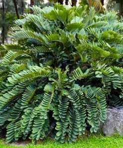 Fast Growing Trees Cardboard Palm Tree