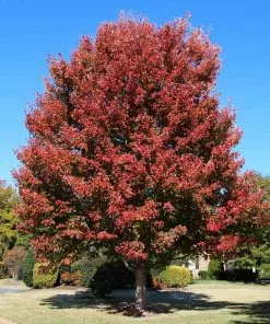 Fast Growing Trees Cardinal Red™ Maple Tree Maple Trees