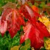 Fast Growing Trees Cardinal Red™ Maple Tree Maple Trees 2 Fast Growing Trees Cardinal Red™ Maple Tree Maple Trees