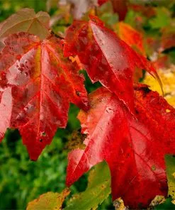 Fast Growing Trees Cardinal Red⢠Maple Tree Maple Trees
