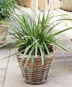 Fast Growing Trees See All Shrubs & Hedges Ice Dance Sedge Plant