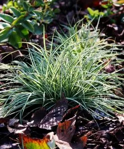 Fast Growing Trees See All Shrubs & Hedges Ice Dance Sedge Plant 8 Fast Growing Trees See All Shrubs & Hedges Ice Dance Sedge Plant