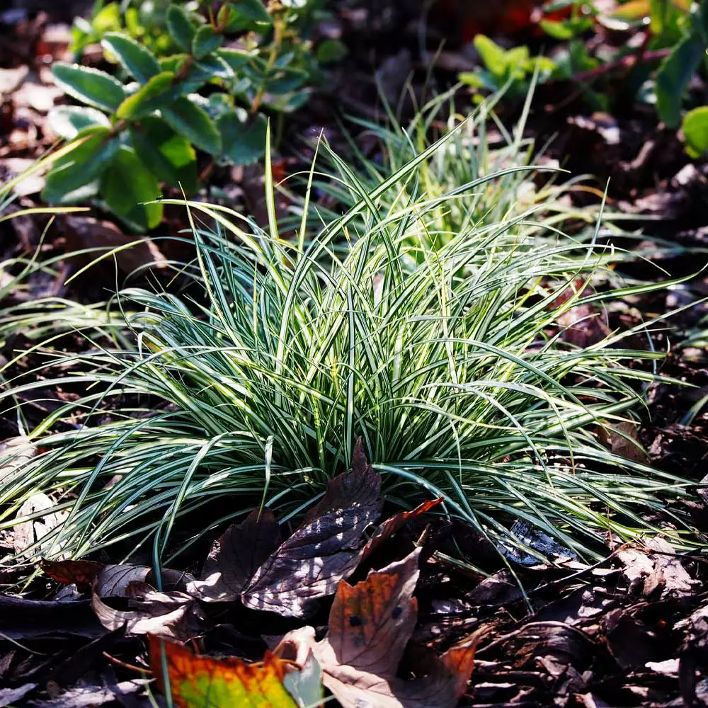 Fast Growing Trees See All Shrubs & Hedges Ice Dance Sedge Plant 5 Fast Growing Trees See All Shrubs & Hedges Ice Dance Sedge Plant