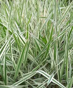 Fast Growing Trees See All Shrubs & Hedges Ice Dance Sedge Plant 9 Fast Growing Trees See All Shrubs & Hedges Ice Dance Sedge Plant