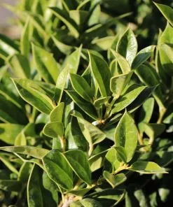 Fast Growing Trees Carissa Holly Holly Trees 7 Fast Growing Trees Carissa Holly Holly Trees