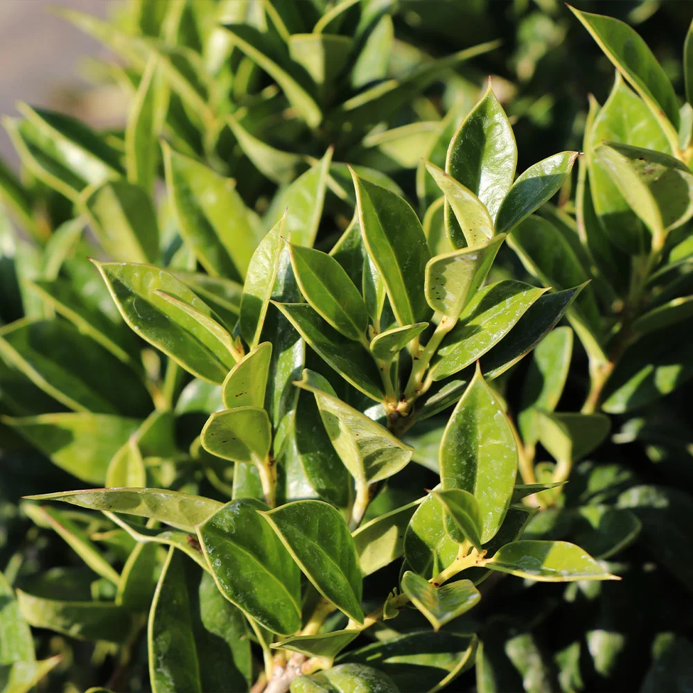 Fast Growing Trees Carissa Holly Holly Trees 5 Fast Growing Trees Carissa Holly Holly Trees