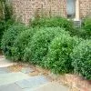 Fast Growing Trees Carissa Holly Holly Trees 1 Fast Growing Trees Carissa Holly Holly Trees