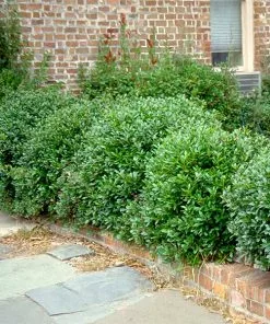 Fast Growing Trees Carissa Holly Holly Trees