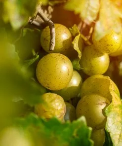 Fast Growing Trees Carlos Muscadine Grape Grape Vines 10 Fast Growing Trees Carlos Muscadine Grape Grape Vines