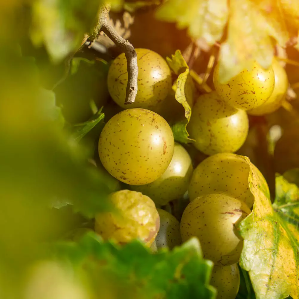 Fast Growing Trees Carlos Muscadine Grape Grape Vines 5 Fast Growing Trees Carlos Muscadine Grape Grape Vines