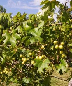 Fast Growing Trees Carlos Muscadine Grape Grape Vines 11 Fast Growing Trees Carlos Muscadine Grape Grape Vines