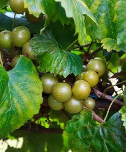 Fast Growing Trees Carlos Muscadine Grape Grape Vines 12 Fast Growing Trees Carlos Muscadine Grape Grape Vines