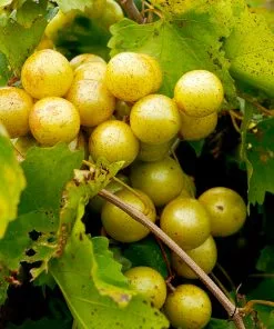 Fast Growing Trees Carlos Muscadine Grape Grape Vines