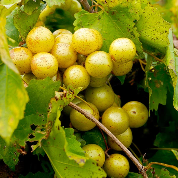 Fast Growing Trees Carlos Muscadine Grape Grape Vines 3 Fast Growing Trees Carlos Muscadine Grape Grape Vines