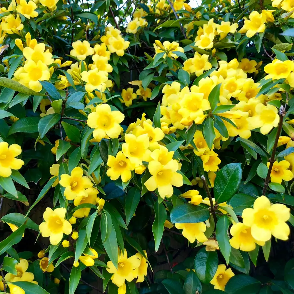 Fast Growing Trees Carolina Jasmine See All Shrubs & Hedges 5 Fast Growing Trees Carolina Jasmine See All Shrubs & Hedges