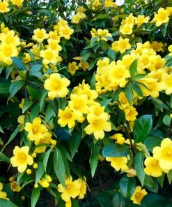 Fast Growing Trees Carolina Jasmine 8 Fast Growing Trees Carolina Jasmine