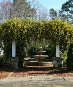Fast Growing Trees Carolina Jasmine See All Shrubs & Hedges 9 Fast Growing Trees Carolina Jasmine See All Shrubs & Hedges