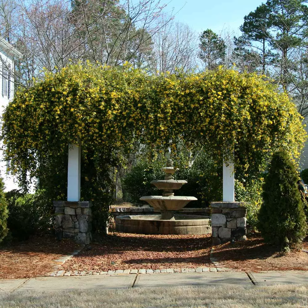 Fast Growing Trees Carolina Jasmine See All Shrubs & Hedges 6 Fast Growing Trees Carolina Jasmine See All Shrubs & Hedges