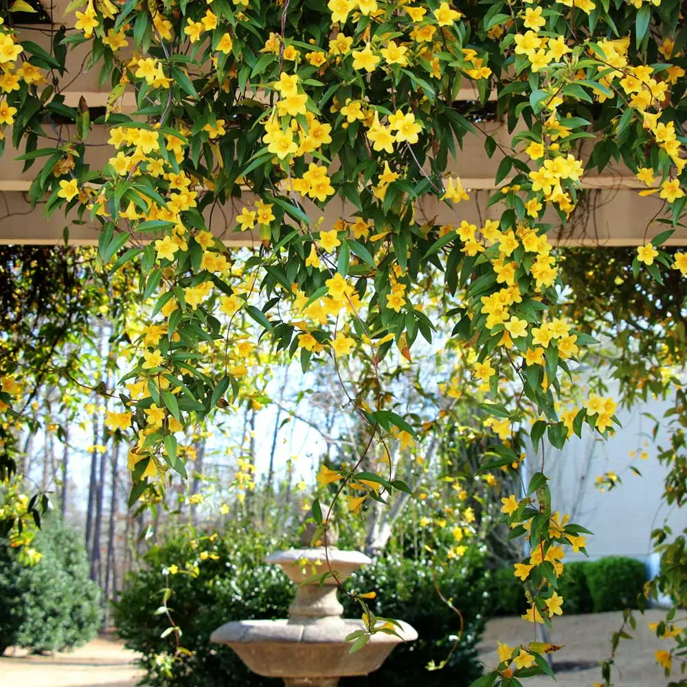 Fast Growing Trees Carolina Jasmine 4 Fast Growing Trees Carolina Jasmine