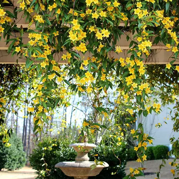 Fast Growing Trees Carolina Jasmine See All Shrubs & Hedges 3 Fast Growing Trees Carolina Jasmine See All Shrubs & Hedges