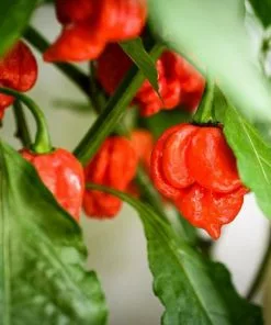 Fast Growing Trees Tropical Fruit Trees Carolina Reaper Pepper Plant - USDA Organic 10 Fast Growing Trees Tropical Fruit Trees Carolina Reaper Pepper Plant - USDA Organic