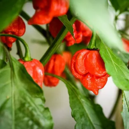 Fast Growing Trees Tropical Fruit Trees Carolina Reaper Pepper Plant - USDA Organic 6 Fast Growing Trees Tropical Fruit Trees Carolina Reaper Pepper Plant - USDA Organic
