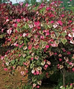 Fast Growing Trees Redbud Trees Carolina Sweetheart® Redbud 8 Fast Growing Trees Redbud Trees Carolina Sweetheart® Redbud