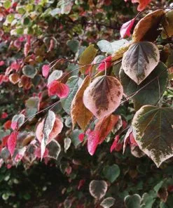 Fast Growing Trees Redbud Trees Carolina Sweetheart® Redbud