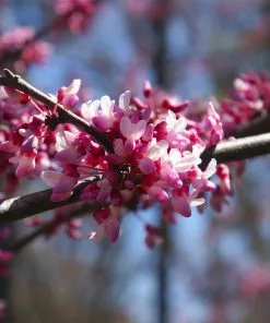 Fast Growing Trees Redbud Trees Carolina Sweetheart® Redbud 9 Fast Growing Trees Redbud Trees Carolina Sweetheart® Redbud