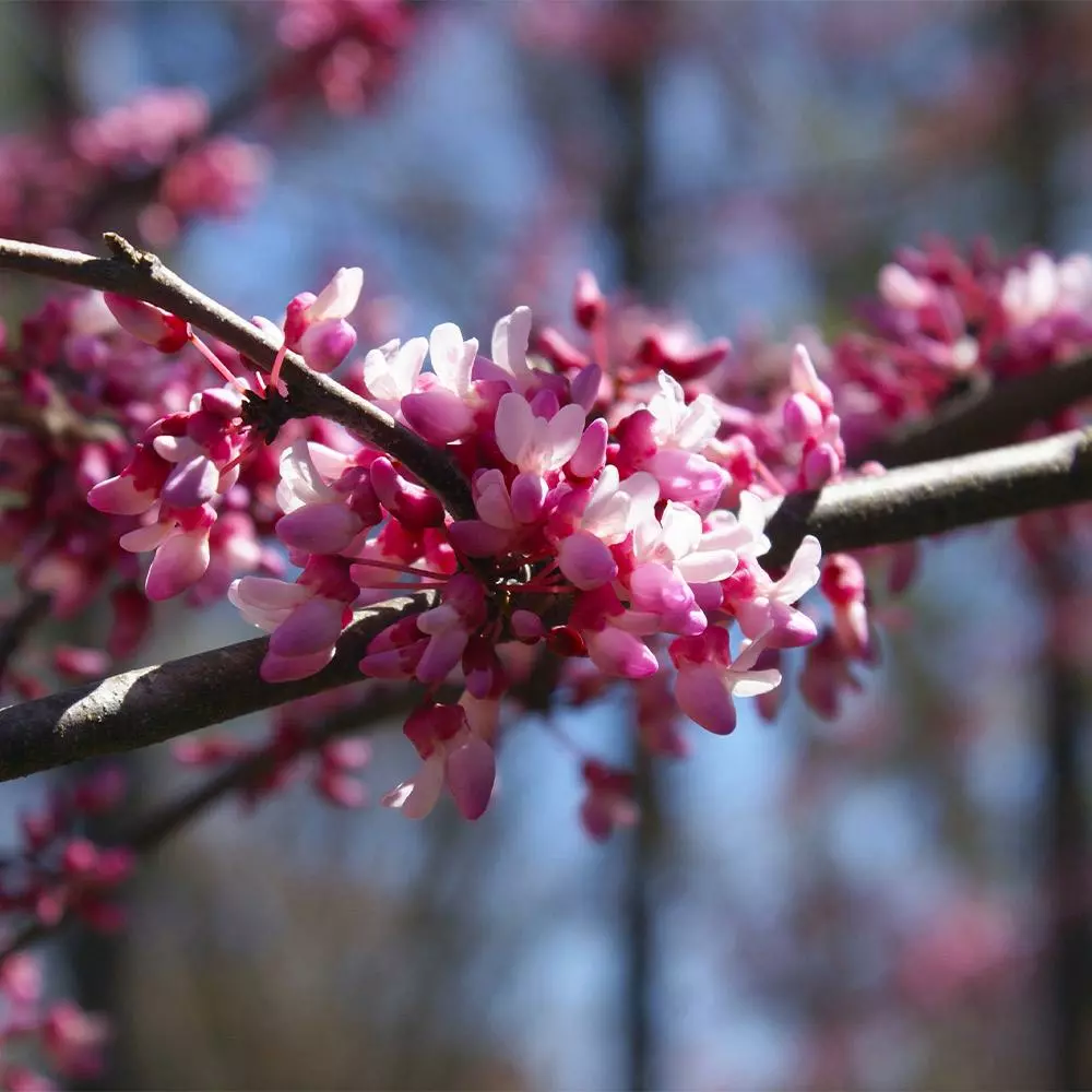 Fast Growing Trees Redbud Trees Carolina Sweetheart® Redbud 6 Fast Growing Trees Redbud Trees Carolina Sweetheart® Redbud