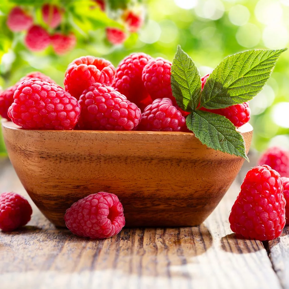 Fast Growing Trees Raspberry Bushes Caroline Raspberry - USDA Organic 5 Fast Growing Trees Raspberry Bushes Caroline Raspberry - USDA Organic