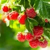 Fast Growing Trees Raspberry Bushes Caroline Raspberry Bush 2 Fast Growing Trees Raspberry Bushes Caroline Raspberry Bush