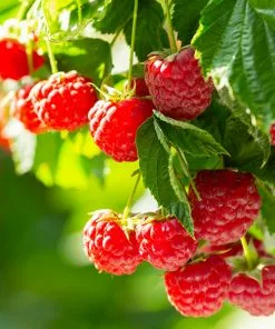 Fast Growing Trees Raspberry Bushes Caroline Raspberry - USDA Organic