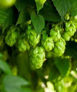 Fast Growing Trees See All Shrubs & Hedges Cascade Hops Plant 10 Fast Growing Trees See All Shrubs & Hedges Cascade Hops Plant