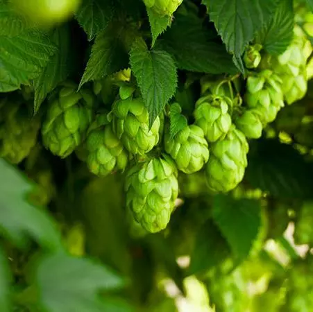 Fast Growing Trees See All Shrubs & Hedges Cascade Hops Plant 6 Fast Growing Trees See All Shrubs & Hedges Cascade Hops Plant