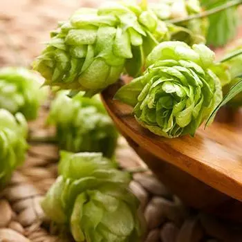 Fast Growing Trees See All Shrubs & Hedges Cascade Hops Plant 3 Fast Growing Trees See All Shrubs & Hedges Cascade Hops Plant