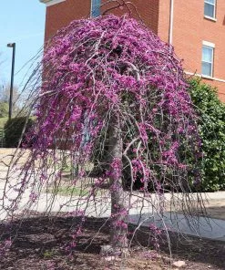 Fast Growing Trees Redbud Trees Cascading Hearts Redbud Tree 9 Fast Growing Trees Redbud Trees Cascading Hearts Redbud Tree