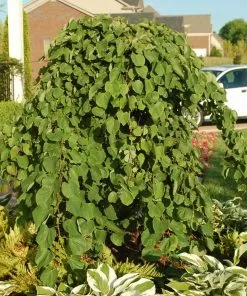 Fast Growing Trees Redbud Trees Cascading Hearts Redbud Tree 10 Fast Growing Trees Redbud Trees Cascading Hearts Redbud Tree