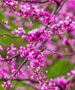 Fast Growing Trees Redbud Trees Cascading Hearts Redbud Tree 11 Fast Growing Trees Redbud Trees Cascading Hearts Redbud Tree