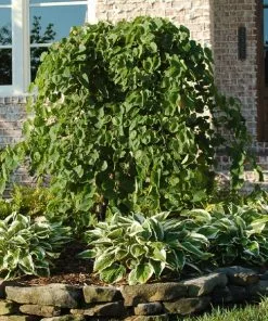 Fast Growing Trees Redbud Trees Cascading Hearts Redbud Tree