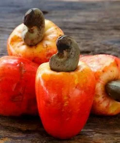 Fast Growing Trees Cashew Tree Nut Trees 9 Fast Growing Trees Cashew Tree Nut Trees