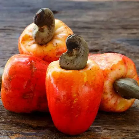 Fast Growing Trees Cashew Tree Nut Trees 6 Fast Growing Trees Cashew Tree Nut Trees