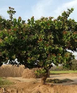 Fast Growing Trees Cashew Tree Nut Trees