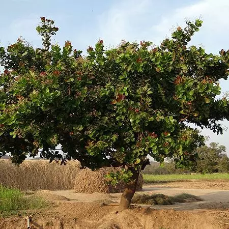 Fast Growing Trees Cashew Tree Nut Trees 4 Fast Growing Trees Cashew Tree Nut Trees